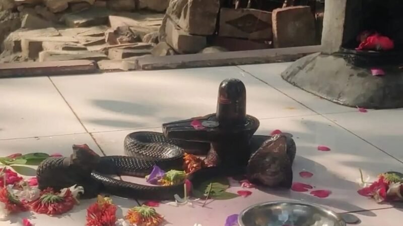 नैमिष तीर्थ में गंगा दशहरा पर अनोखा दृश्य शिवलिंग पर नाग देवता के दर्शन, हज़ारों श्रद्धालुओं ने किया स्नान और पूजन