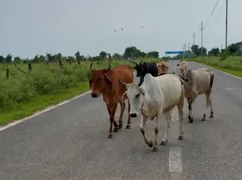 भावनगर में खर्च 18 करोड़, कमाई 4 करोड़, 15 एयरपोर्ट पर फ्लाइट बंद