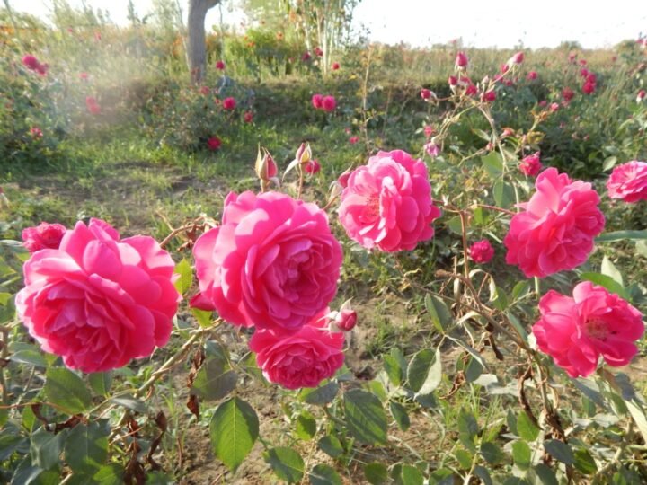 नवरात्र में खिले गौरी-ककरा के किसानों के चेहरे, गेंदा-गुलाब की बढ़ी मांग से मिल रहा अच्छा भाव