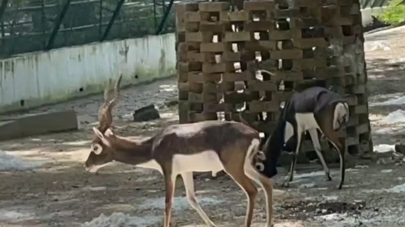 कानपुर जू में 15 दिन में चार काले हिरणों की मौत, IVRI की टीम ने संभाली जांच