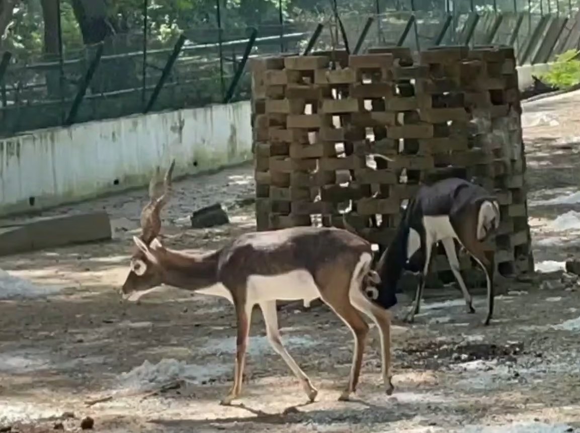 कानपुर जू में 15 दिन में चार काले हिरणों की मौत, IVRI की टीम ने संभाली जांच