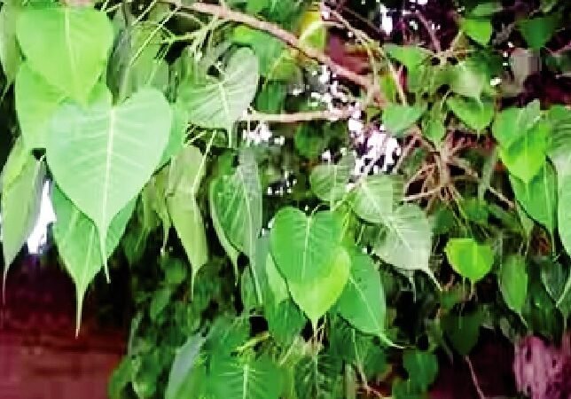 शनिवार को पीपल की पूजा का धार्मिक महत्व
