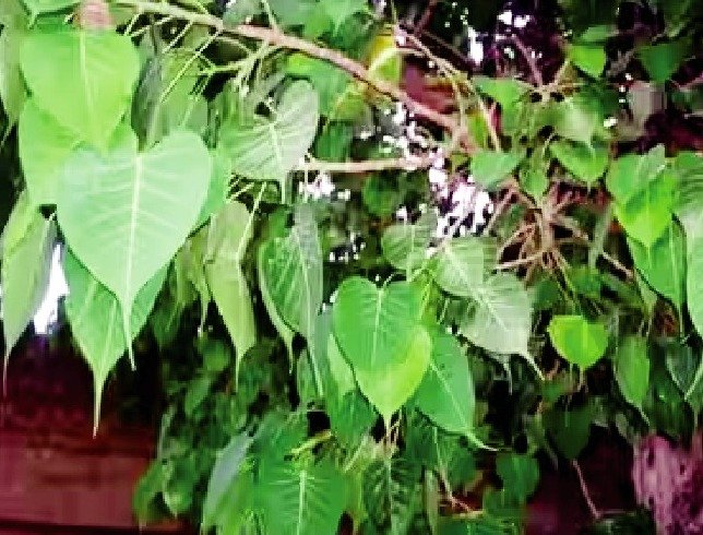 शनिवार को पीपल की पूजा का धार्मिक महत्व